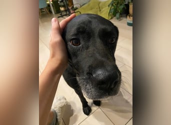 Dorothy, sehr liebe und gelehrige Labrador-Mix-Hündin, geb. 2019