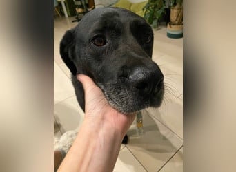 Dorothy, sehr liebe und gelehrige Labrador-Mix-Hündin, geb. 2019