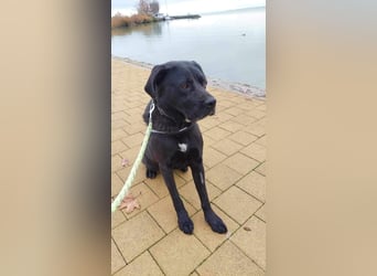 Dorothy, sehr liebe und gelehrige Labrador-Mix-Hündin, geb. 2019