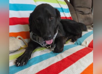 Szaturnuzs freundlicher netter Labrador Mischling geb.01.10.2024