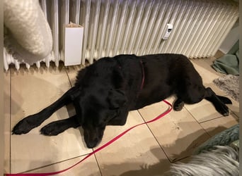 Dorothy, sehr liebe und gelehrige Labrador-Mix-Hündin, geb. 2019