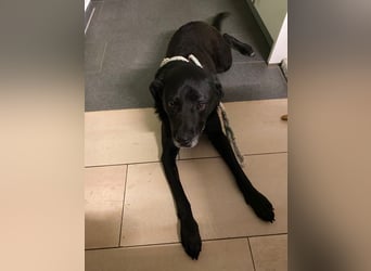 Dorothy, sehr liebe und gelehrige Labrador-Mix-Hündin, geb. 2019