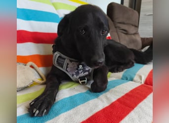 Szaturnuzs freundlicher netter Labrador Mischling geb.01.10.2024