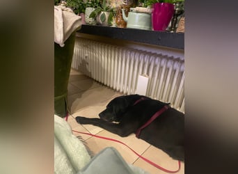 Dorothy, sehr liebe und gelehrige Labrador-Mix-Hündin, geb. 2019