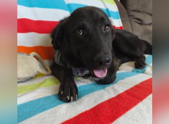Szaturnuzs freundlicher netter Labrador Mischling geb.01.10.2024
