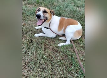 Bam VA, von der Kette ins Glück?