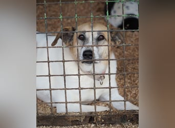 Bam VA, von der Kette ins Glück?