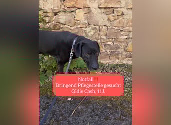 Sicherer Platz für Oldie Cash gesucht