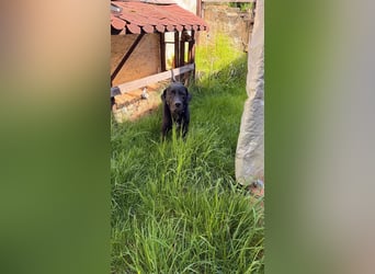 Sicherer Platz für Oldie Cash gesucht