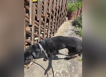 Sicherer Platz für Oldie Cash gesucht