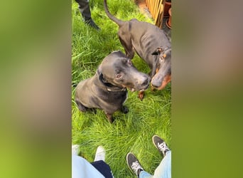 Sicherer Platz für Oldie Cash gesucht