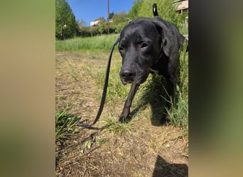 Sicherer Platz für Oldie Cash gesucht