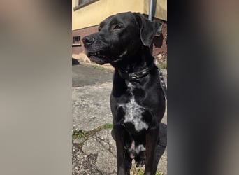 Sicherer Platz für Oldie Cash gesucht