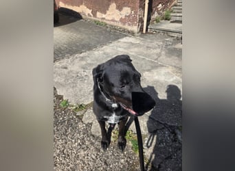 Sicherer Platz für Oldie Cash gesucht