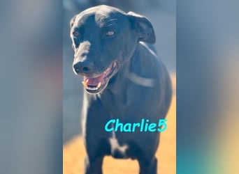 Charlie5 10/2021 (ESP) - verspielter & neugieriger Labrador-Border-Collie-Mix in Deutschland!