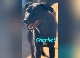 Charlie5 10/2021 (ESP) - verspielter & neugieriger Labrador-Border-Collie-Mix in Deutschland!