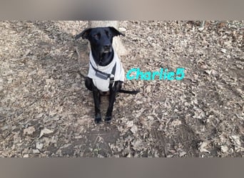 Charlie5 10/2021 (ESP) - verspielter & neugieriger Labrador-Border-Collie-Mix in Deutschland!