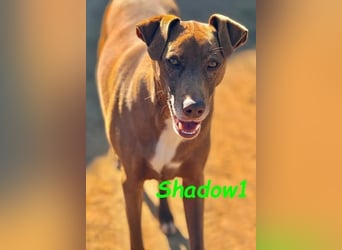 Shadow1 10/2021 (ESP) - liebevoller Labrador-Border-Collie-Mix, ein treuer Menschenfreund!