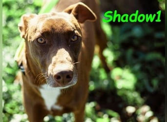 Shadow1 10/2021 (ESP) - liebevoller Labrador-Border-Collie-Mix, ein treuer Menschenfreund!