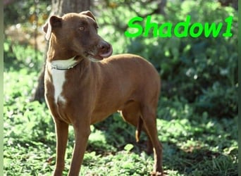 Shadow1 10/2021 (ESP) - liebevoller Labrador-Border-Collie-Mix, ein treuer Menschenfreund!