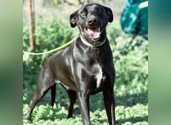 Charlie5 10/2021 (ESP) - verspielter & neugieriger Labrador-Border-Collie-Mix mit viel Lebensfreude!