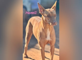 Hanni1 geb. 10/2021 (ESP) - gesellige Labrador-Border-Collie Mix Hündin, ein fröhlicher Sonnenschein