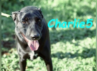 Charlie5 10/2021 (ESP) - verspielter & neugieriger Labrador-Border-Collie-Mix mit viel Lebensfreude!