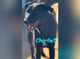 Charlie5 10/2021 (ESP) - verspielter & neugieriger Labrador-Border-Collie-Mix mit viel Lebensfreude!
