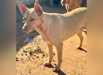 Avi geb. 10/2021 (ESP) - aufgeschlossene und menschenbezogene Labrador-Border-Collie-Mix Hündin!
