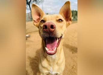 Avi geb. 10/2021 (ESP) - aufgeschlossene und menschenbezogene Labrador-Border-Collie-Mix Hündin!