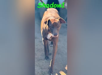 Shadow1 10/2021 (ESP) - liebevoller Labrador-Border-Collie-Mix, ein treuer Menschenfreund!