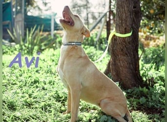 Avi geb. 10/2021 (ESP) - aufgeschlossene und menschenbezogene Labrador-Border-Collie-Mix Hündin!