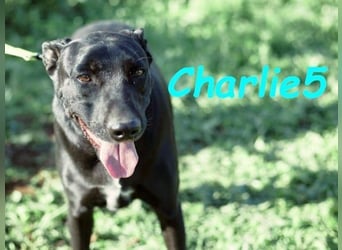 Charlie5 10/2021 (ESP) - verspielter & neugieriger Labrador-Border-Collie-Mix in Deutschland!