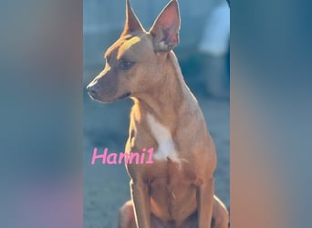 Hanni1 geb. 10/2021 (ESP) - gesellige Labrador-Border-Collie Mix Hündin, ein fröhlicher Sonnenschein