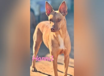 Hanni1 geb. 10/2021 (ESP) - gesellige Labrador-Border-Collie Mix Hündin, ein fröhlicher Sonnenschein