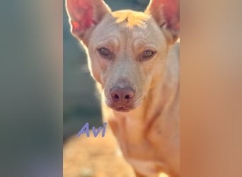 Avi geb. 10/2021 (ESP) - aufgeschlossene und menschenbezogene Labrador-Border-Collie-Mix Hündin!