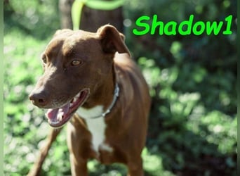 Shadow1 10/2021 (ESP) - liebevoller Labrador-Border-Collie-Mix, ein treuer Menschenfreund!
