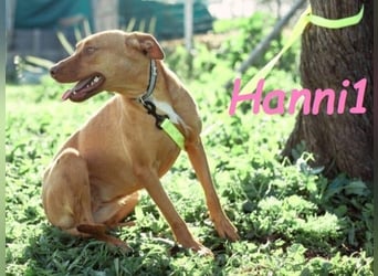 Hanni1 geb. 10/2021 (ESP) - gesellige Labrador-Border-Collie Mix Hündin, ein fröhlicher Sonnenschein