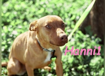 Hanni1 geb. 10/2021 (ESP) - gesellige Labrador-Border-Collie Mix Hündin, ein fröhlicher Sonnenschein