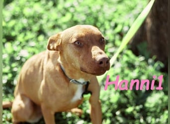 Hanni1 geb. 10/2021 (ESP) - gesellige Labrador-Border-Collie Mix Hündin, ein fröhlicher Sonnenschein