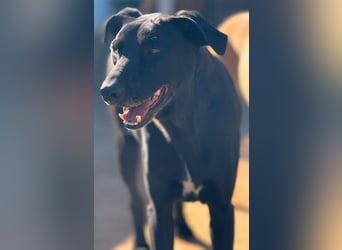 Charlie5 10/2021 (ESP) - verspielter & neugieriger Labrador-Border-Collie-Mix in Deutschland!