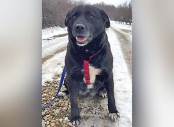 Labrador-Mix Masha geb. 10/2021 ist für Anfäner gut geeignet