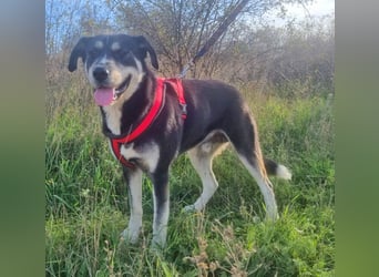 Konstantin 60 cm geb. 11/2021 ist ein Traumhund