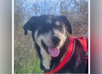 Konstantin 60 cm geb. 11/2021 ist ein Traumhund