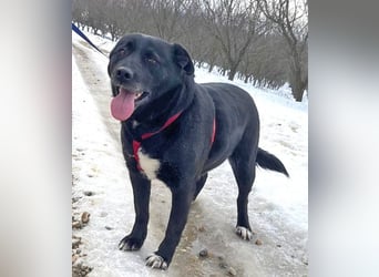 Labrador-Mix Masha geb. 10/2021 ist für Anfäner gut geeignet