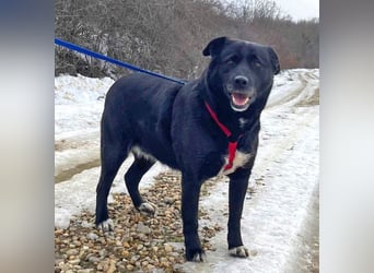 Labrador-Mix Masha geb. 10/2021 ist für Anfäner gut geeignet