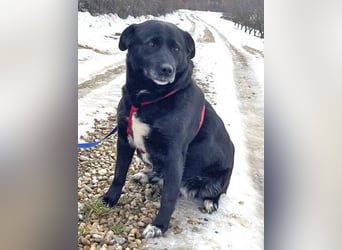 Labrador-Mix Masha geb. 10/2021 ist für Anfäner gut geeignet
