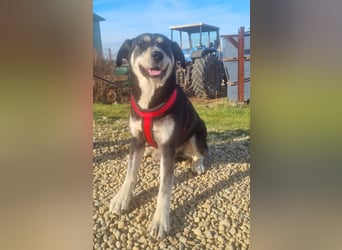Konstantin 60 cm geb. 11/2021 ist ein Traumhund