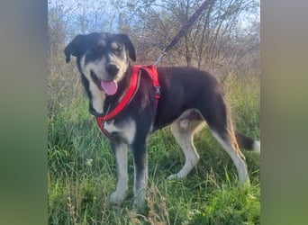 Konstantin 60 cm geb. 11/2021 ist ein Traumhund