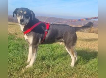 Konstantin 60 cm geb. 11/2021 ist ein Traumhund